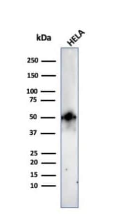 HNF-3 alpha/FoxA1 Antibody (FOXA1/2230R) - Azide and BSA Free, Novus Biologicals